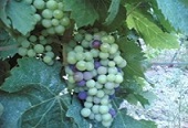 Grapes in Laroque